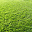GardenersDream 5kg HARD-WEARING PREMIUM TOUGH BACK GARDEN LAWN GRASS SEED
