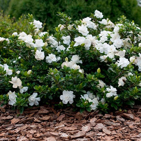 Gardenia Crown Jewel Garden Plant - Fragrant White Blooms, Compact Size, Hardy (15-30cm Height Including Pot)