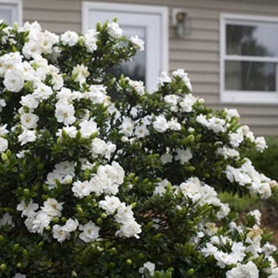 Gardenia Crown Jewel Garden Plant - Fragrant White Blooms, Compact Size, Hardy (15-30cm Height Including Pot)