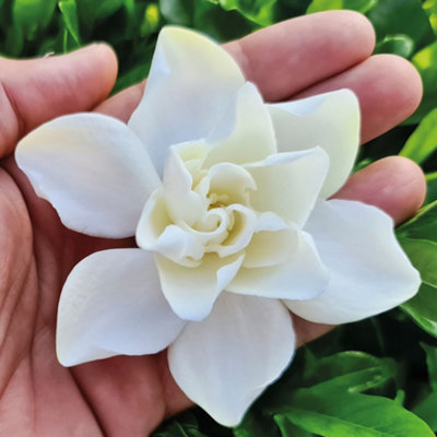 Gardenia Double Diamond Garden Plant - Fragrant Double White Flowers,  Compact Size (15-30cm Height Including Pot)