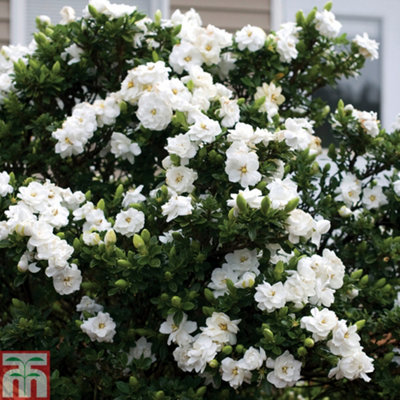 Gardenia Jasminoides Crown Jewel - Potted Plant x 3