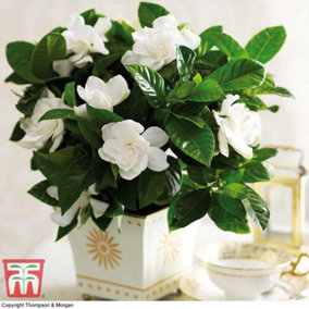 Gardenia jasminoides Height 25cm 13cm Potted Plant x 1 + 20 LED Warm White 2M String Light W/Batt
