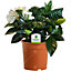 Gardenia jasminoides: Intensely Fragrant White Flowers, Perfect Indoor Ornament (15-25cm)