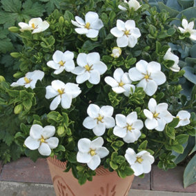Gardenia Kleims Hardy Garden Plant - Fragrant White Blooms, Compact Size, Hardy (15-30cm Height Including Pot)