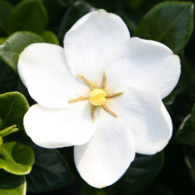 Gardenia Kleims Hardy Garden Plant - Fragrant White Blooms, Compact Size, Hardy (15-30cm Height Including Pot)