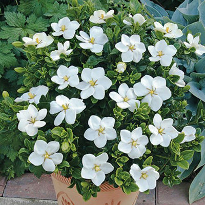 Gardenia Kleims Hardy Plants in 9cm Pots (Pack of 2)