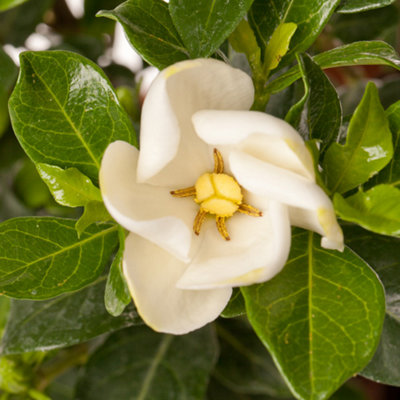 Gardenia Kleims Hardy Plants in 9cm Pots (Pack of 2)
