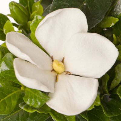Gardenia Kleims Hardy Plants in 9cm Pots (Pack of 2) - 3