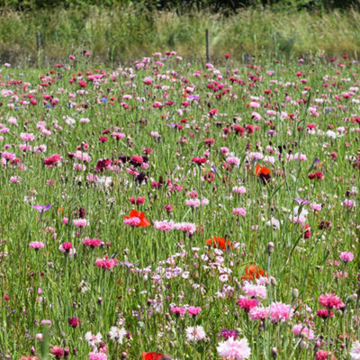 GardenPrime 100 Wildflower Seeds Blush DIY at B&Q