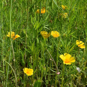 GardenPrime 100% Wildflower Seeds - Summer Yellow - 10 grams