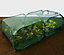 GardenSkill Pop Up XL Garden Fruit Vegetable Cage & Plant Protection Crop Cover 2x1x0.75m H