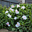 Gardenwize Garden Outdoor 2m Solar Orchid Flower LED Decorative String Lights