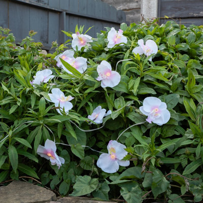 Orchid shop solar lights
