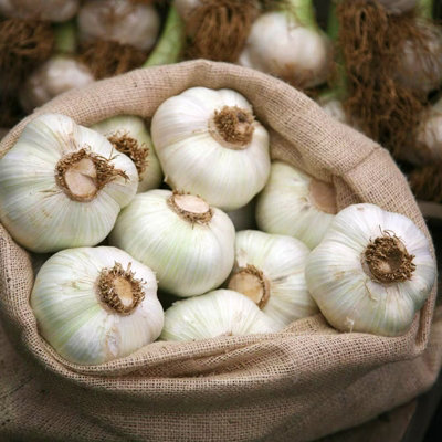 Garlic Bulbs Cristo x 4 - Easy to Grow Hardy Bulbs Ready to Plant in UK Gardens