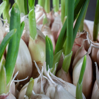 Garlic Bulbs Cristo x 4 - Easy to Grow Hardy Bulbs Ready to Plant in UK Gardens - 4
