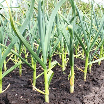 Garlic Bulbs Cristo x 4 - Easy to Grow Hardy Bulbs Ready to Plant in UK Gardens - 5