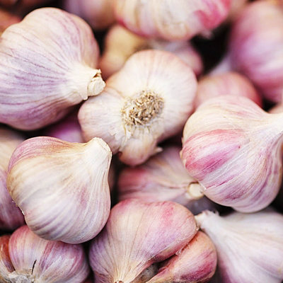 Garlic Bulbs Germidour Pink x 4 - Easy to Grow Hardy Bulbs Ready to Plant