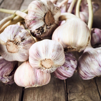 Garlic Bulbs Germidour Pink x 4 - Easy to Grow Hardy Bulbs Ready to Plant
