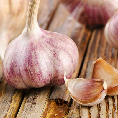 Garlic Bulbs Germidour Pink x 4 - Easy to Grow Hardy Bulbs Ready to Plant - 3