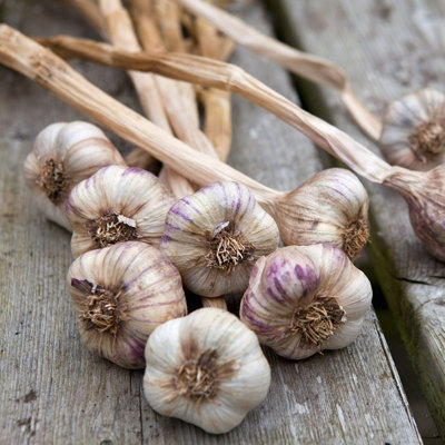 Garlic Bulbs Germidour Pink x 4 - Easy to Grow Hardy Bulbs Ready to Plant - 4