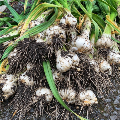 Garlic Bulbs 'Marco' 4 Hardy Garlic Bulbs - Ready for Planting