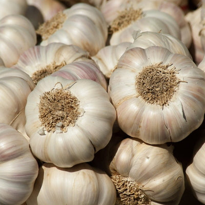Garlic Bulbs Marco x 4 - Easy to Grow Hardy Bulbs Ready to Plant in UK Gardens - 5