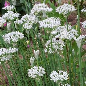 Garlic Chives (10-20cm Height Including Pot) Garden Plant - Edible Perennial Herb, Compact Size