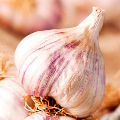 Garlic/Onion/Shallot Bumper Autumn Planting Collection