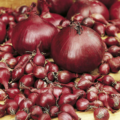 Garlic/Onion/Shallot Bumper Autumn Planting Collection