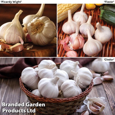 Garlic (Spring) Lovers Collection 6 Bulbs