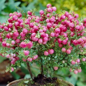 Gaultheria Mulberry Wine Garden Plant - Berries, Compact Size (20-30cm Height Including Pot)