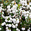 Gaultheria Snow White Garden Plant - White Berries, Compact Size (20-30cm Height Including Pot)