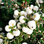 Gaultheria Snow White Garden Plant - White Berries, Compact Size (20-30cm Height Including Pot)