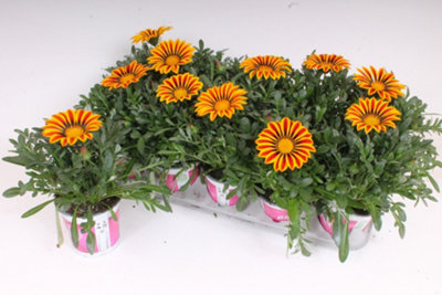 Gazania Rigens Yellow Flame, 12cm Pot Size, 25cm Tall, Yellow flame ...