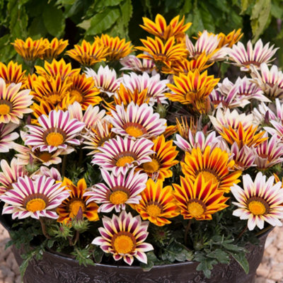 Gazania Tiger Stripes Mix Garden Ready 10