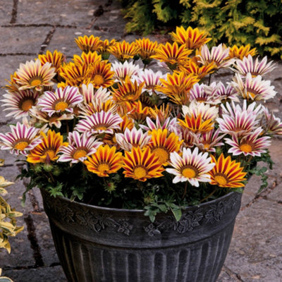 Gazania Tiger Stripes Mix Garden Ready 10 - 3