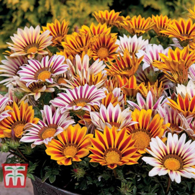 Gazania Tiger Stripes Mixed 12 Plants | DIY at B&Q