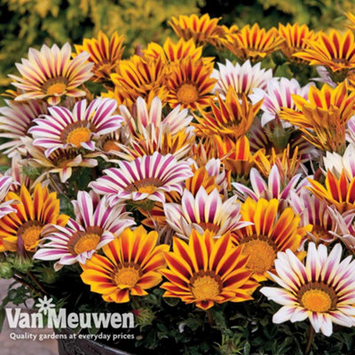 Gazania Tiger Stripes Mixed 6 Plug Plants | DIY at B&Q