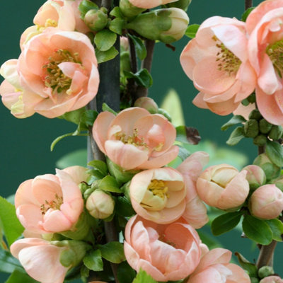 Geisha Girl Flowering Quince Shrub Plant Chaenomeles Speciosa 3L Pot