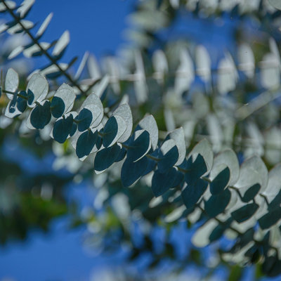 Eucalyptus tree with distinctive blue-green fragrant leaves.