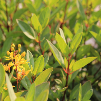 Drimys evergreen shrub with lush dark green waxy leaves and yellow flowers.