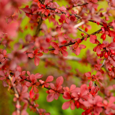 Shrubs buying guide - DIY Tips & Guides at B&Q