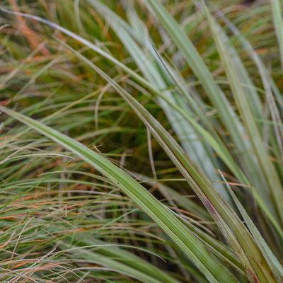 Astelia (Silver Spear) with striking silvery-green pointed leaves in a low-growing clump.
