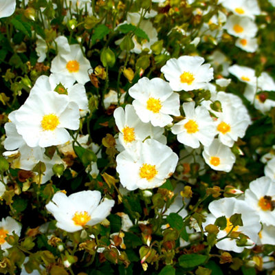 Cistus (Rock or Sun Rose) shrub with delicate, crinkled white flowers.
