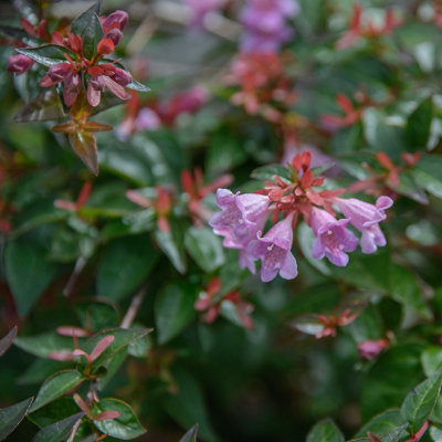 Abelia shrub with delicate pale pink trumpet-shaped flowers, surrounded by lush green leaves.