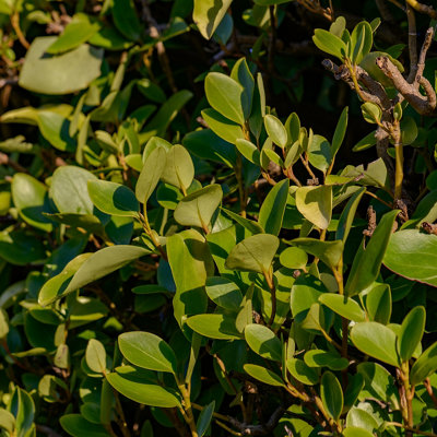 Griselinia shrub with dense, fresh green leaves.