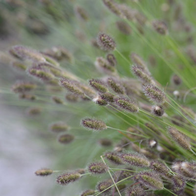 Close-up of the soft, brush-like flowers of pennisetum decorative grass.