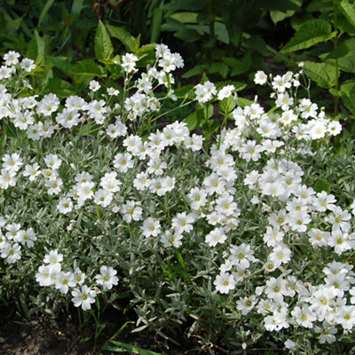 Close-up of an arenaria plant with small white flowers featuring a yellow center, creating a delicate and bright display.