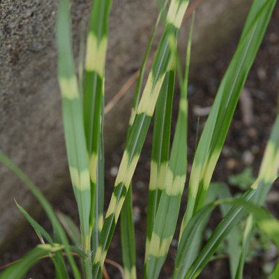 Close-up of green zebra grass with its distinctive striped leaves, growing in a planter.