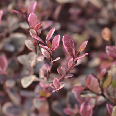 Lophomyrtus shrub with dense, bushy foliage made up of small variegated leaves in shades of purple, green and pink.
